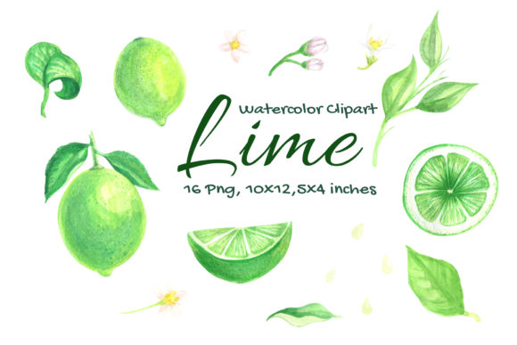 Lime Watercolor Fruit Slice Citrus: Decorative Elements